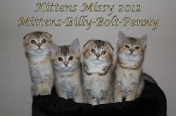 Kittens 2012